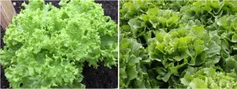 엔다이브 재배 상토 선정 배수 통풍 연속 수확_7