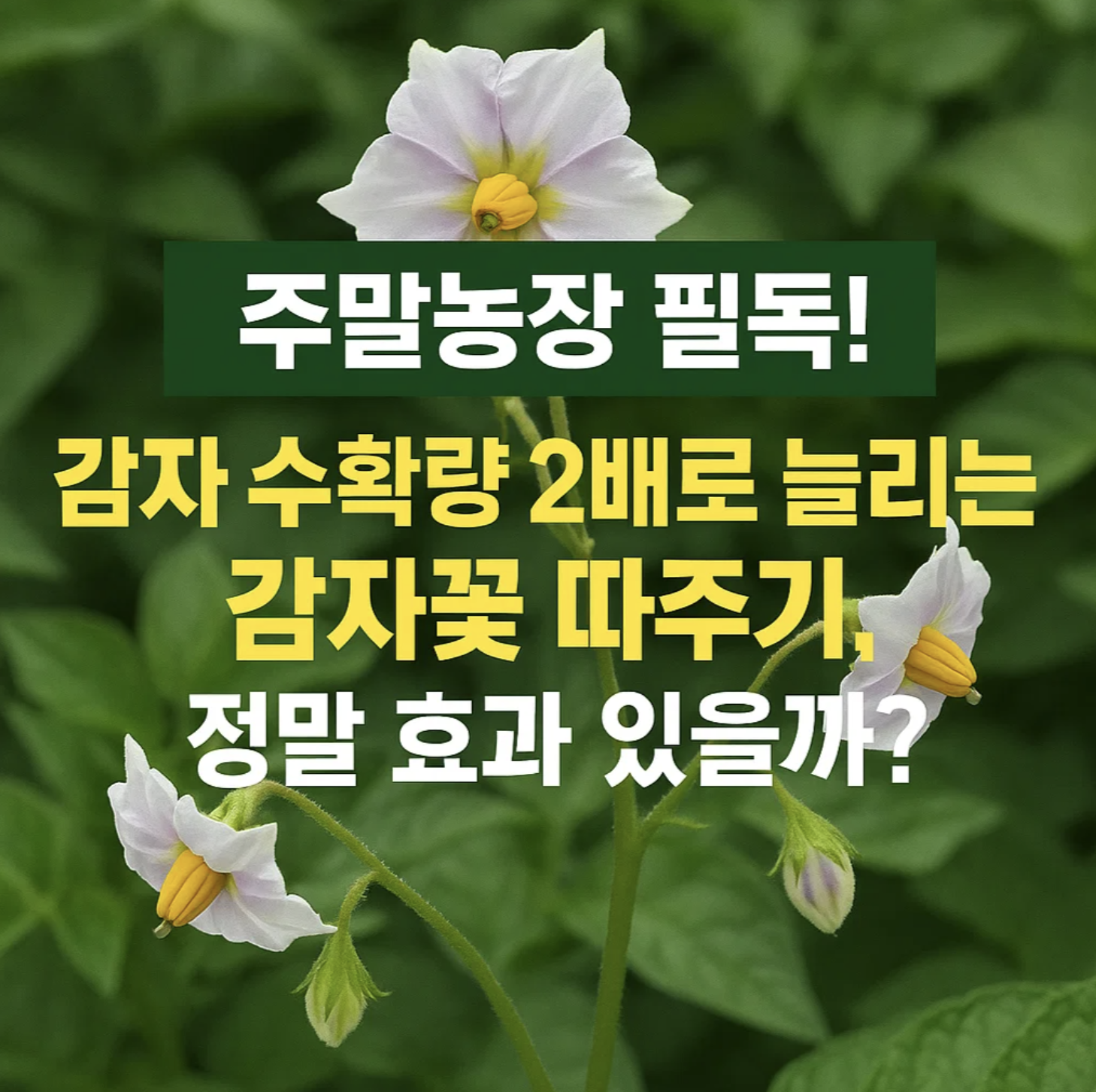 주말농장 필독! 감자 수확량 2배로 늘리는 감자꽃 따주기, 정말 효과 있을까?