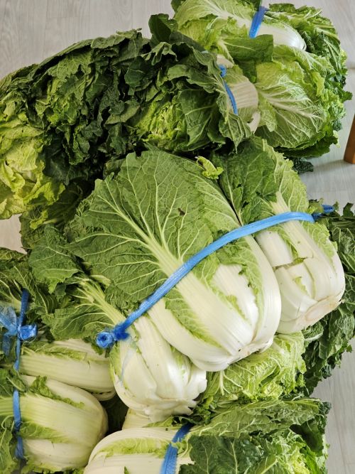 2024 올해김장배추(2)