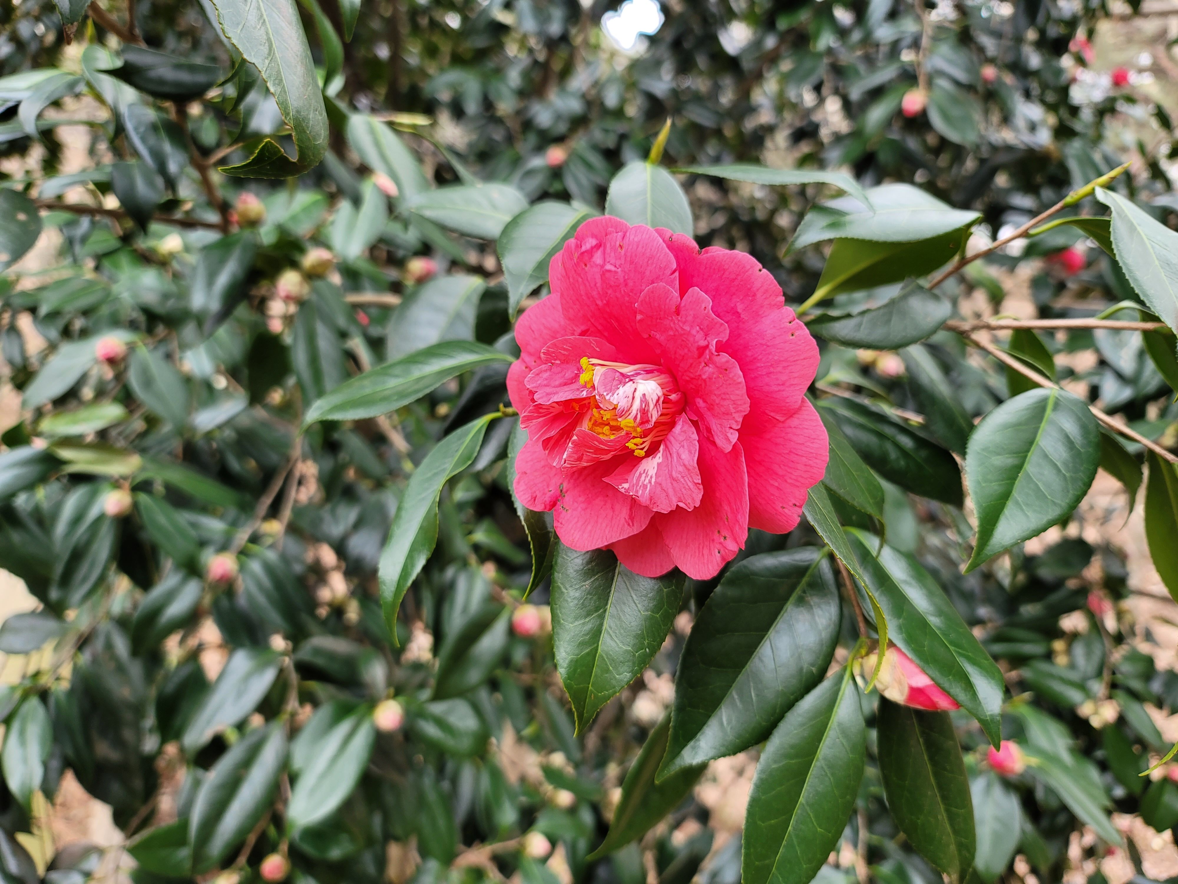 천리포수목원백합