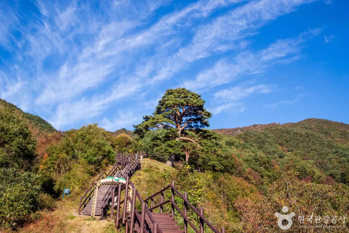 지리산 천년송