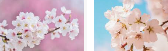 벚꽃 사진 2장