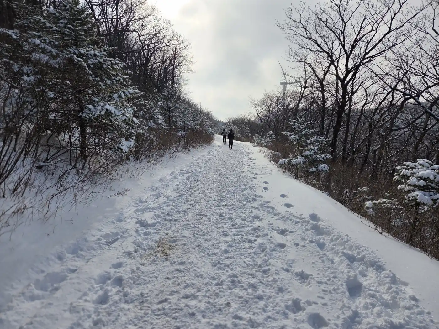 설경 속 고산 숲 풍경