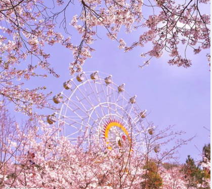  김해 벚꽃 명소