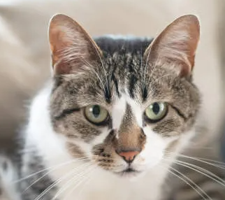 고양이 기생충증