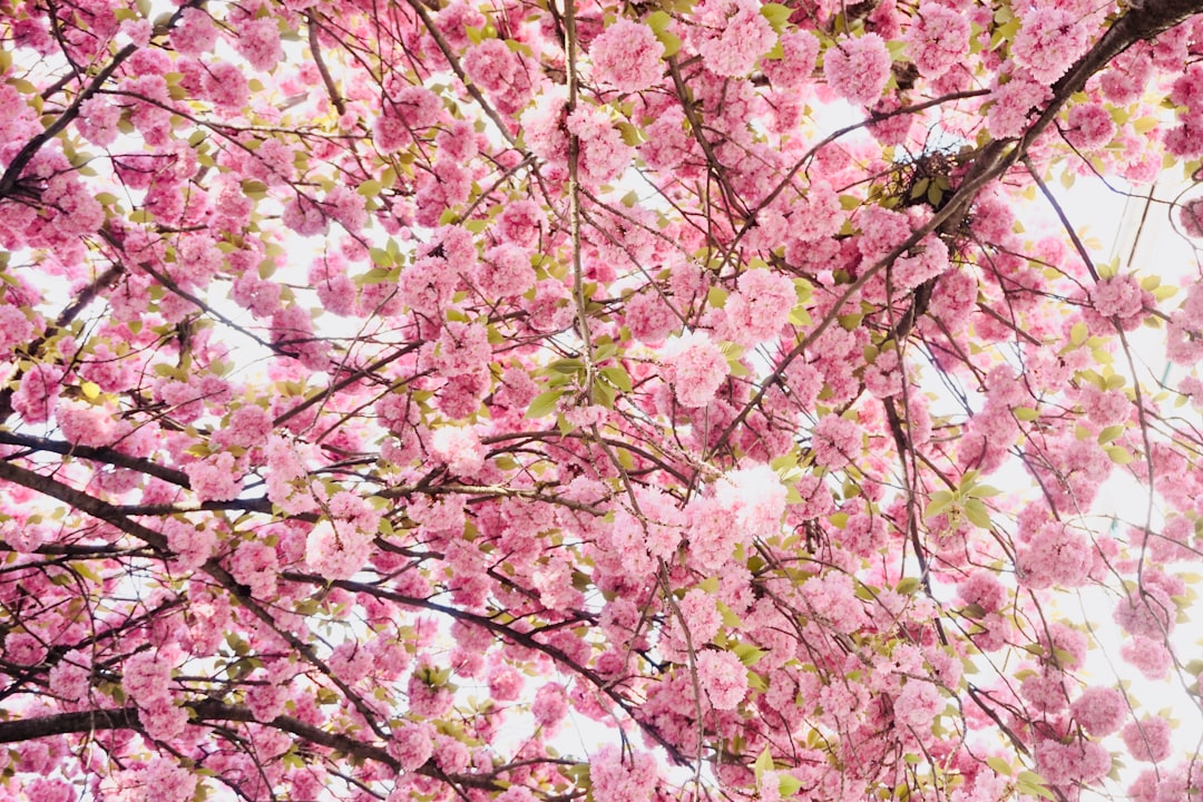 Spring Festival