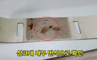 바퀴벌레 퇴치 붕산과 계란노른자 유인제 틈새 차단_4