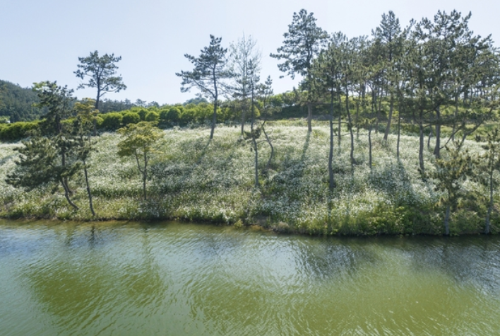 장산도 샤스타데이지 1