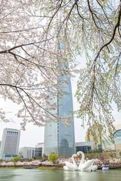 벚꽃 구경 준비! 2025년 벚꽃 개화시기와 국내 벚꽃 TOP 5 