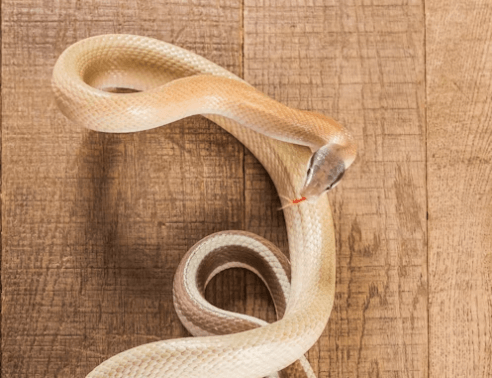 구렁이 꿈 해몽