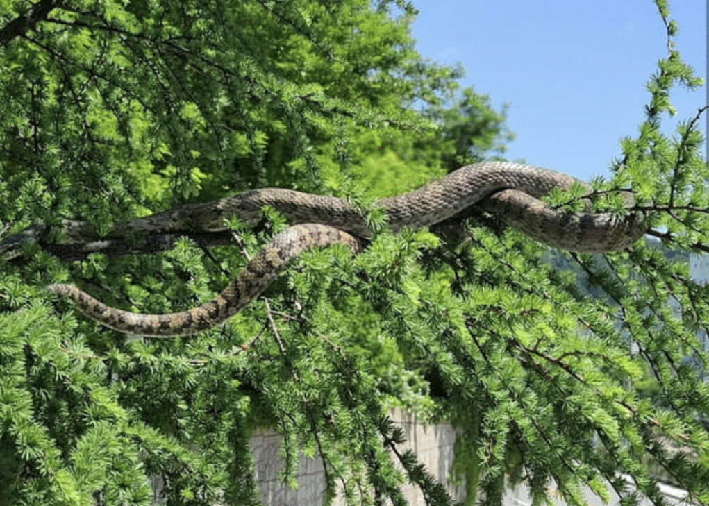 강원도 태백시 대형 구렁이 출현 썸네일