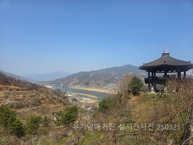 광양매화축제 실시간