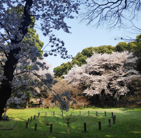 제주 왕벚꽃축제1