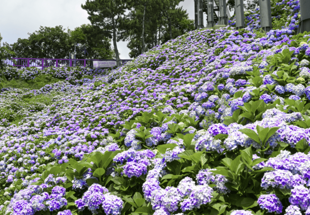 장생포 수국축제