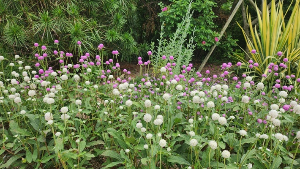 용인 자작나무숲 수국축제