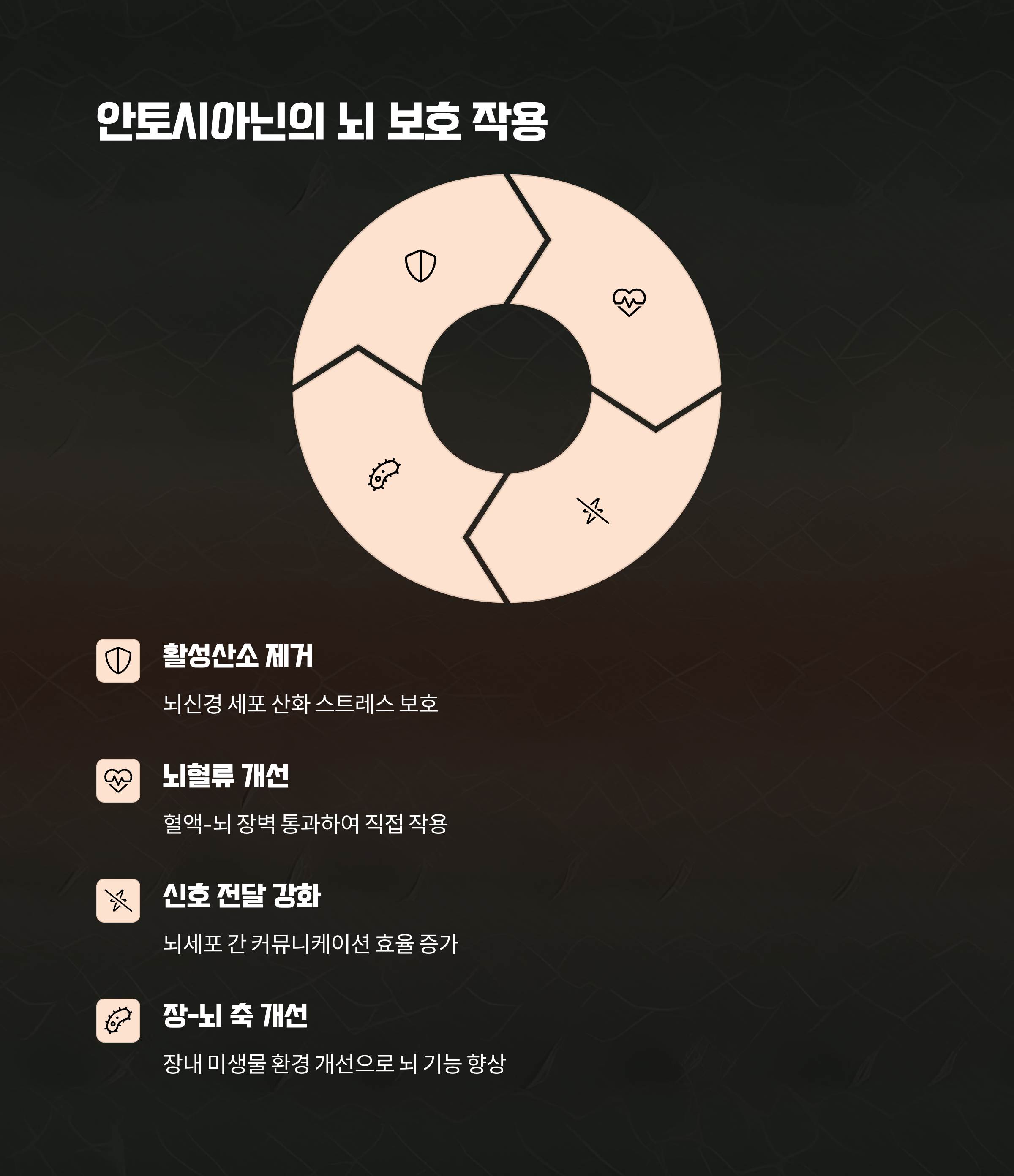 작용 기전의 핵심 - 안토시아닌이 뇌에 미치는 다차원적 영향