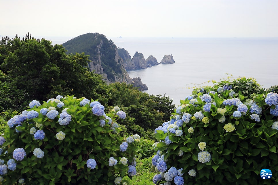 통영 연화도 수국