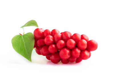 요실금에 좋은 오미자