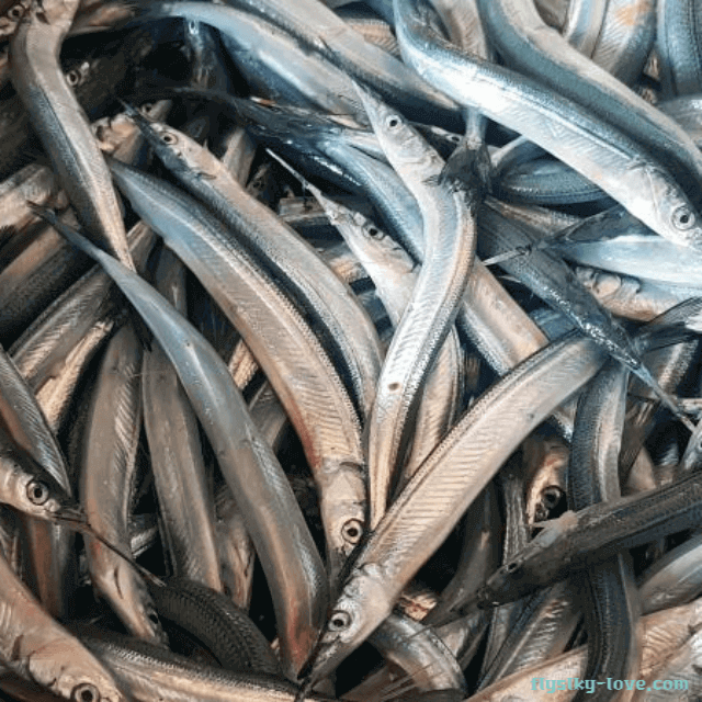 겨울 제철 학꽁치