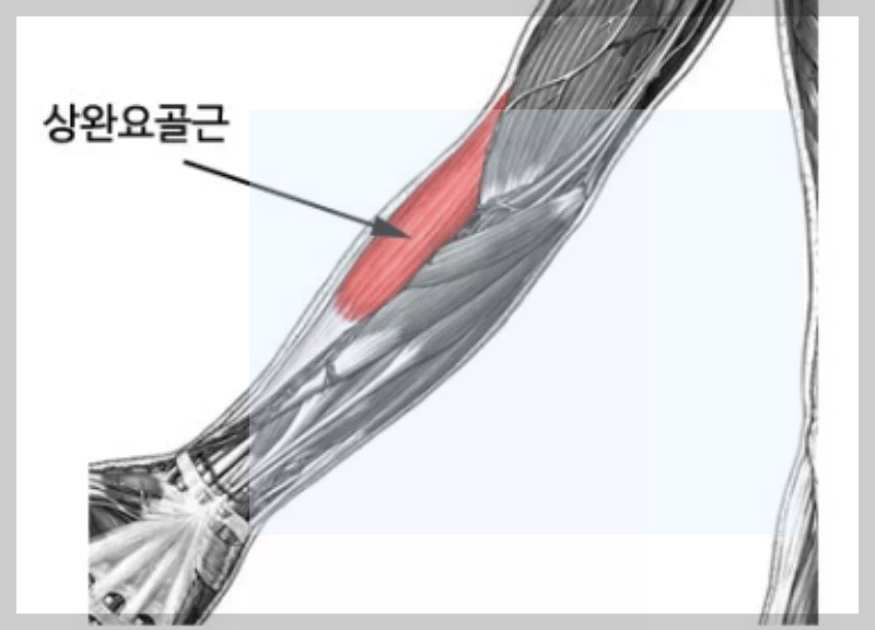 상완요골근