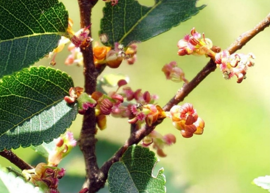 야생에서 잘 크고 있는 참느릅나무의 꽃과 잎, 그리고 줄기를 확대를 하여 찍은 사진