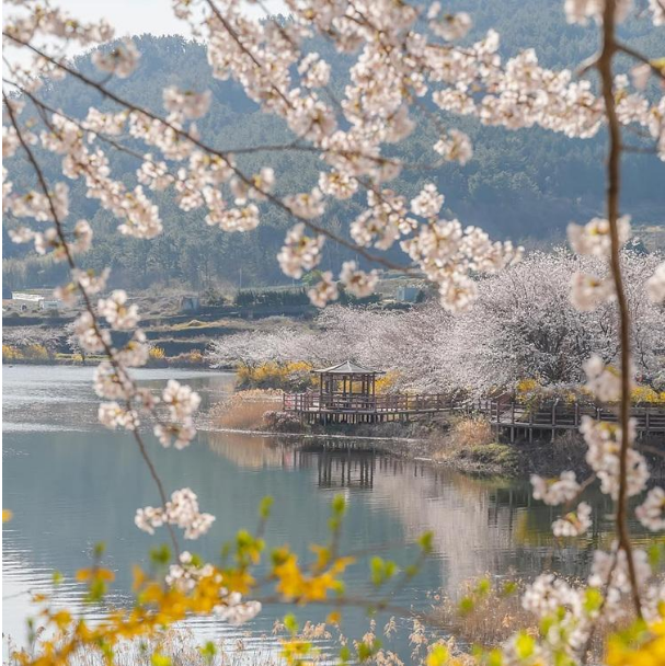 2025 벚꽃 만개시기