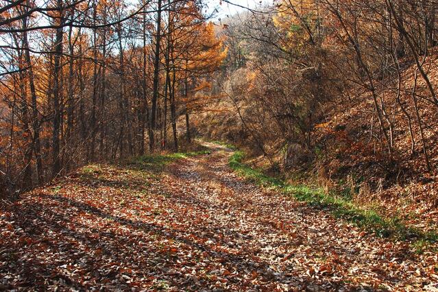 [명품숲길 50선 가을단풍 산행 ⑦] 충북 보은 속리산둘레길 : 말티재&middot;법주사 단풍과 정이품송이 어우러진 가을 명품길