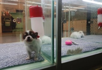 죽은강아지 뱃속 새끼 꺼내 파는 강아지공장&#44; 펫샵의 실체