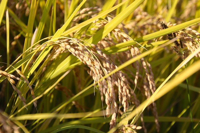 2023년도 기본형 공익직접지불금 신청 대상 지급 단가 신청 방법 기간2