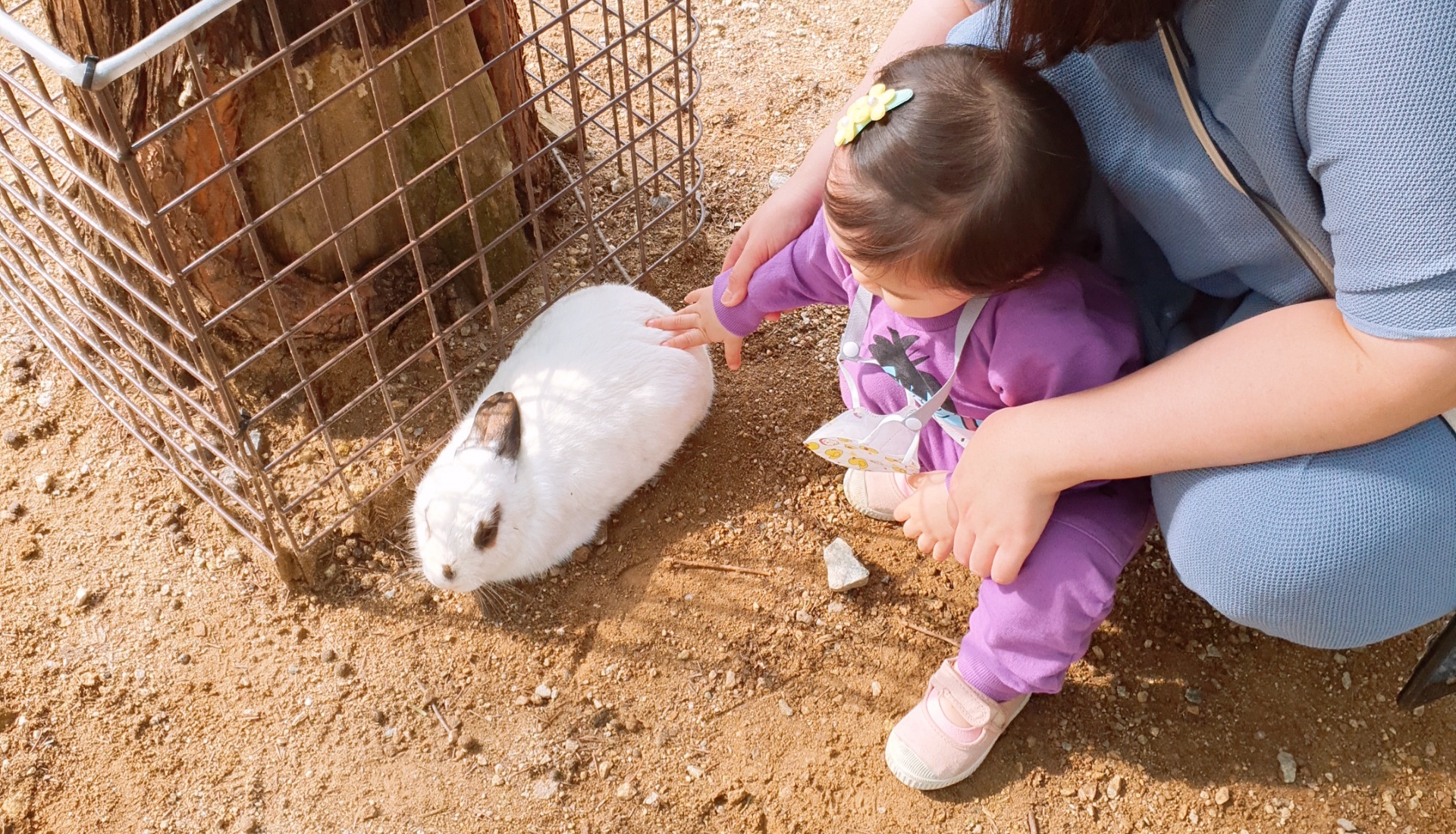 안성팜랜드 다녀온 이미지 입니다.