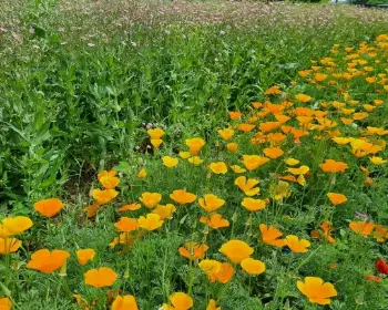 원주 용수골 꽃양귀비 축제_8