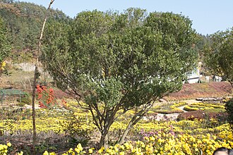 불에 타면 '꽝꽝' 소리나는 신비로운 나무, 꽝꽝나무의 모든 것