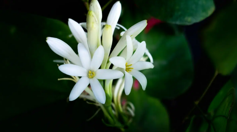 튜베로즈구근,튜베로즈구근 심는법,튜베로즈 향기,튜베로즈 구근 보관법,향기 좋은 꽃 추천,여름 꽃 재배법