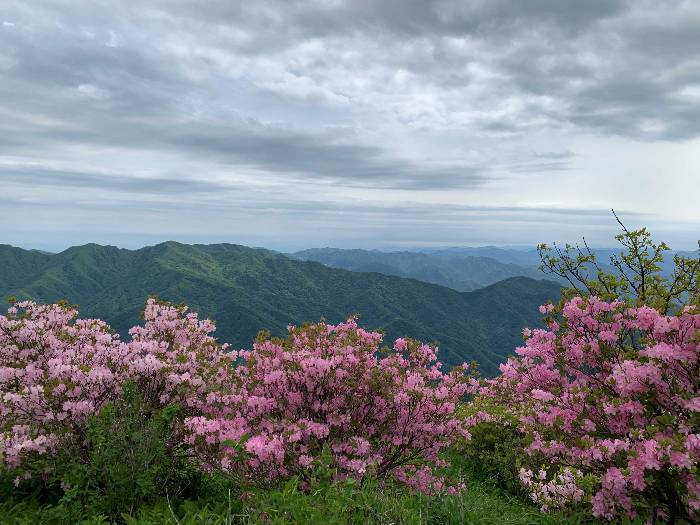 소백산 정상의 진달래
