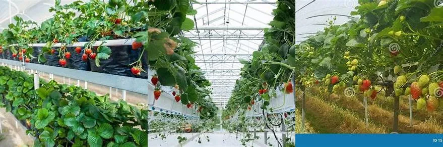    스마트팜 딸기 재배사례 사진
  