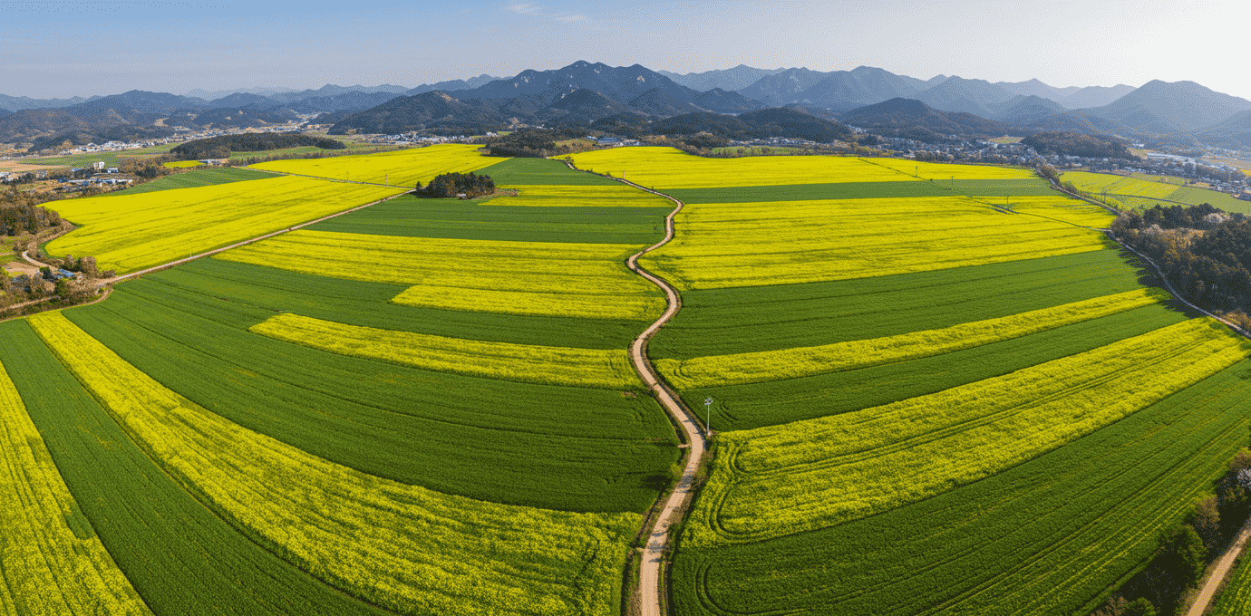 보령 유채꽃 청보리밭 ㅣ 힐링여행 완벽코스