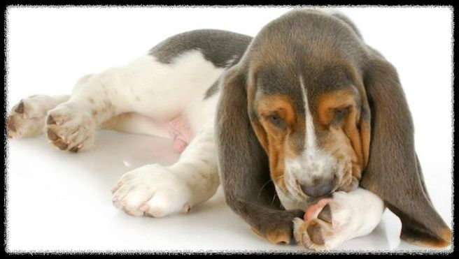 강아지가 발바닥을 핥는 이유: 무좀과 스트레스 때문일까?