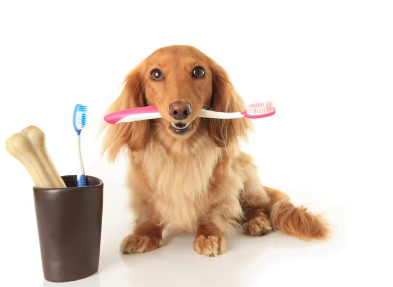 칫솔을 물고 있는 닥스훈트 강아지.