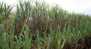 폴리코사놀 효능 부작용 (3주 섭취 후기)