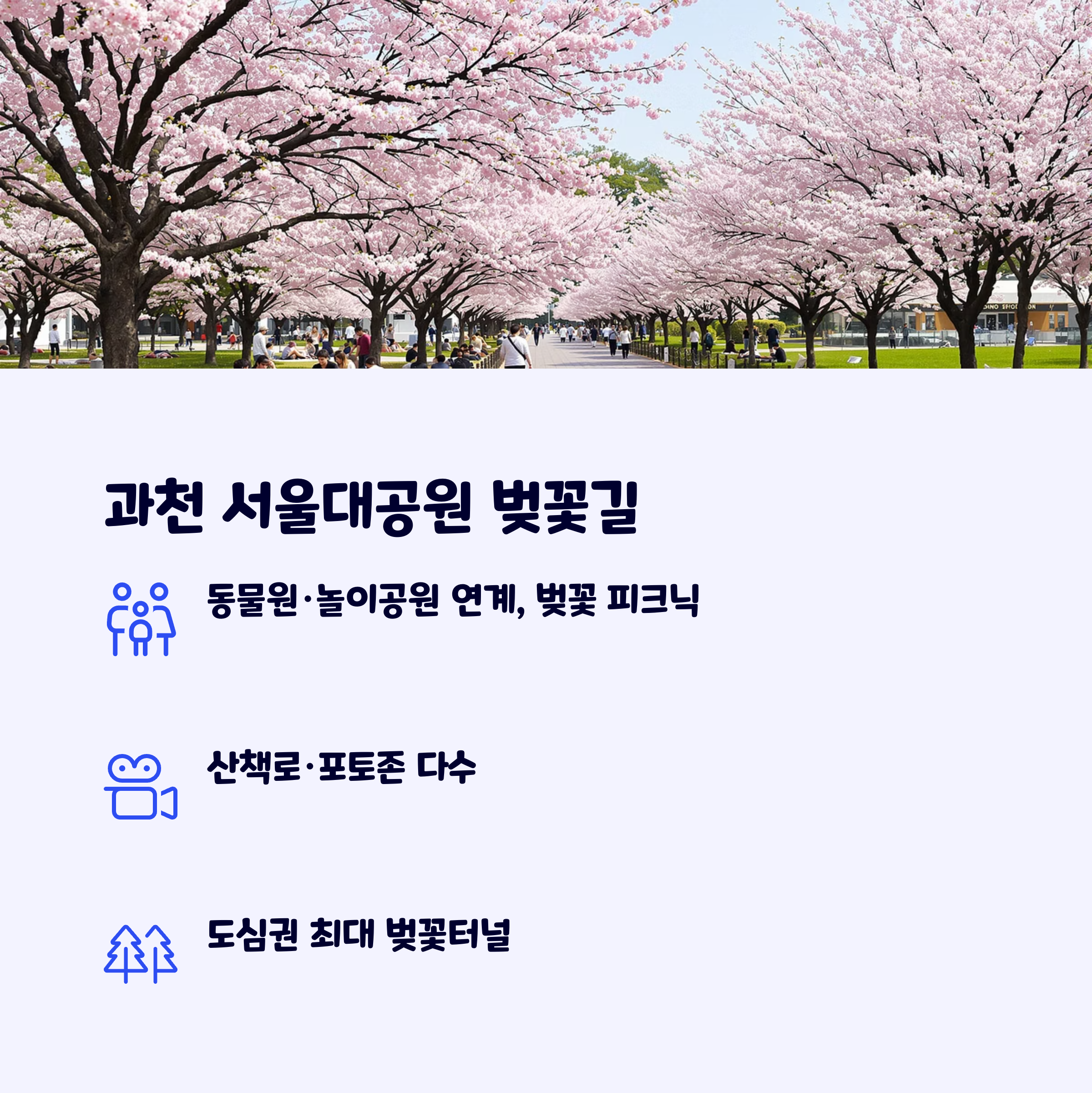 과천서울대공원벚꽃길