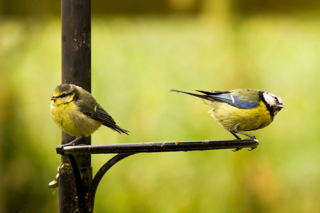 Single-parent