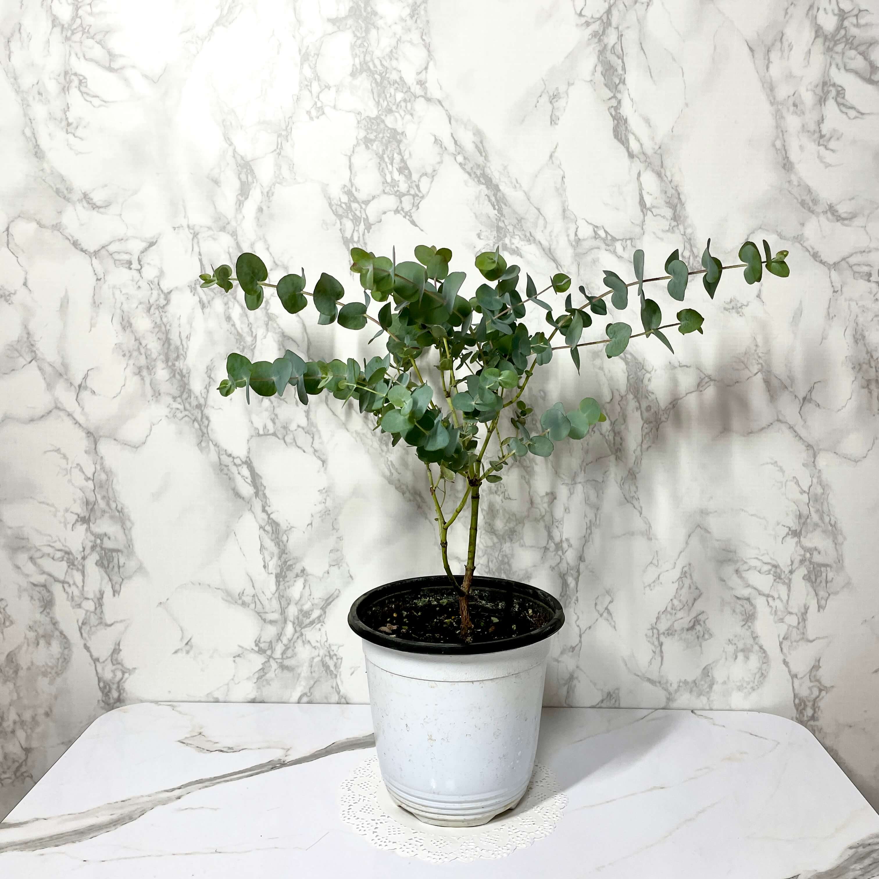 유칼립투스 키우기