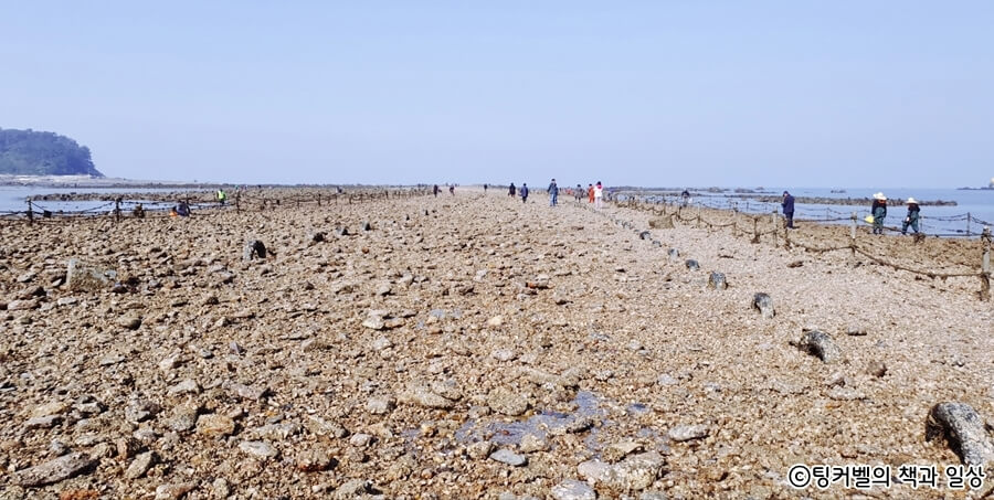 무창포-신비의-바닷길-열리는-시간-조개캐기-체험
