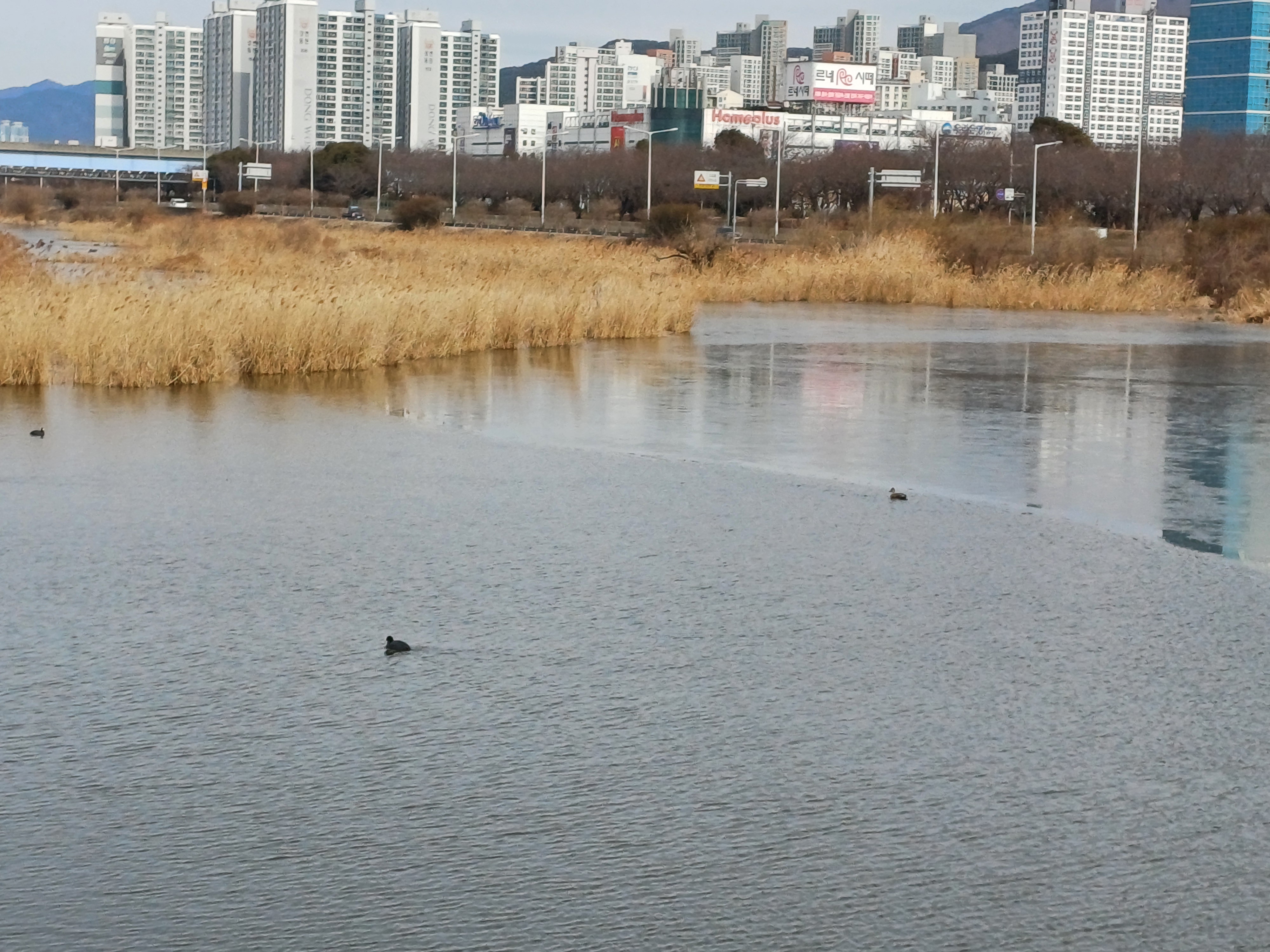 A swimming duck