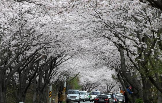 강진 금곡사 벚꽃길 사진