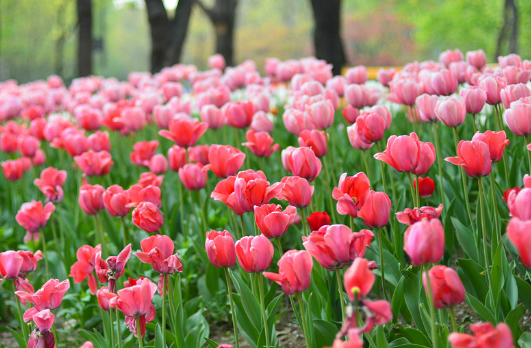 서울숲-튤립2