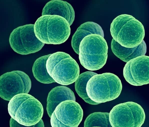 포도상구균 사진