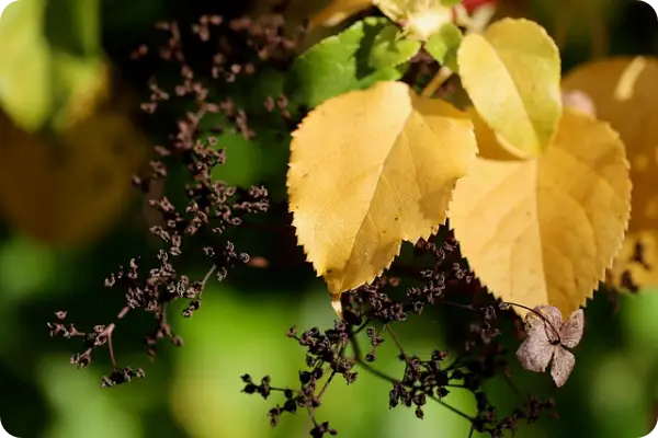 장생포 수국축제
