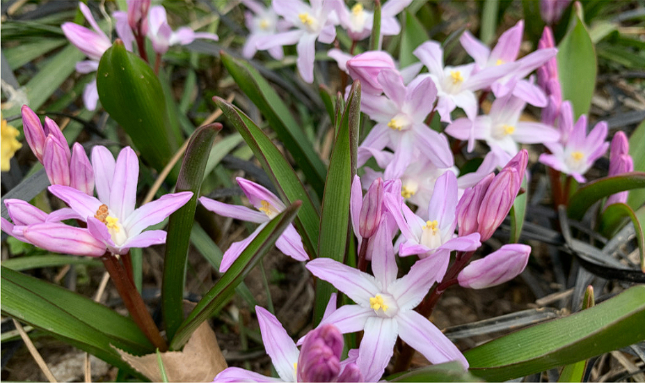 천리포 수목원 목련축제