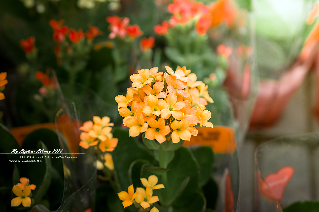 아산 세계꽃식물원 꽃